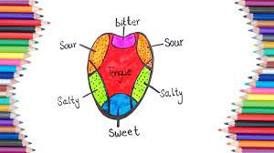 Taste buds on the tongue diagram fresh tongue diagram. How To Draw Taste Buds For Kids Kids Learning Youtube