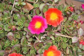 Image result for Portulaca foliosa