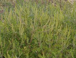 This year's crop of ragweed is a bumper crop, said dr. Ragweed Pollenwarndienst