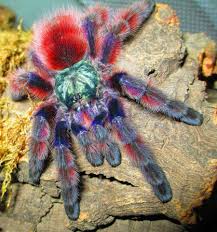 Anna maria tarantola (born 1945), italian manager, former director of the bank of italy and former president of rai. Horror Mania Tarantola Avicularia Versicolor Facebook