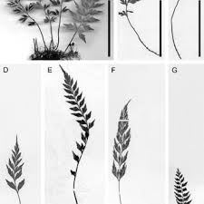 Image result for Asplenium uhligii