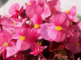 Jan 19, 2021 · fiori estivi resistenti al sole. Begonia Begonia Piante Da Interno La Pianta Della Begonia