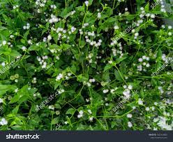 Nature View Of Ageratum Conyzoides Plants For Background And Wallpaper Natural Green Plants Landscape With Beautiful White Plant Background Nature View Plants