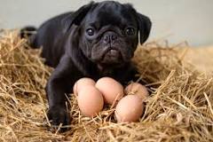can-dogs-have-a-little-egg