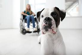 Even seasoned boxer owners may learn a few surprising things about their beloved breed. Can Boxers Be Service Dogs Boxer Dog Diaries