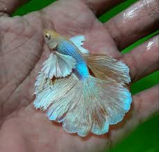 Beberapa jenis ikan cupang memiliki. Mengulas Ikan Cupang Dumbo Ear Kuping Gajah Jenis Halfmoon Dan Plakat Beserta Harganya Cupang Sehat