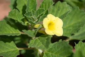 Image result for Pedalium