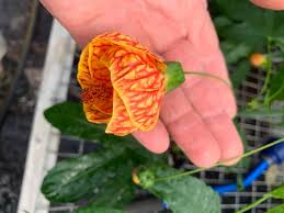 We did not find results for: Abutilon Biltmore Ball Gown Makes B M Greenhouse Inc Facebook