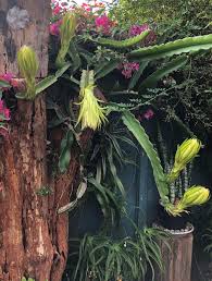 Image result for Aeschynomene nodulosa