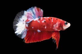 Giới Thiệu Cơ Bản Về Loai Ca Betta