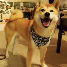 Black And Tan Shiba Inu For Sale Japanese Traditional Karakusa Bandana Shiba Inu Mamesuke Bandana Scarf Dog Accessory Shiba Inu Japanese Dogs Dog Accessories