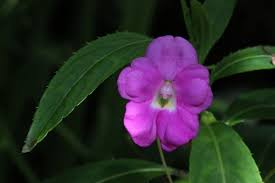 Image result for Otiophora lebruniana