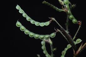 Image result for Aeschynomene inyangensis