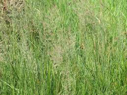 Image result for Eragrostis gummiflua
