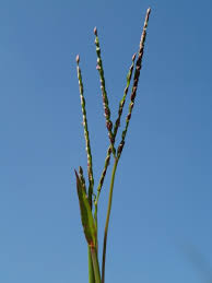 Image result for Digitaria seriata