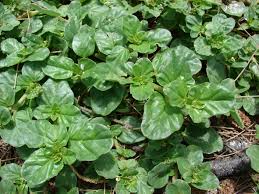 Image result for Boerhavia repens