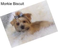 Morkie puppies for sale in miami florida. Morkie Puppies For Sale In International Agriseek Com