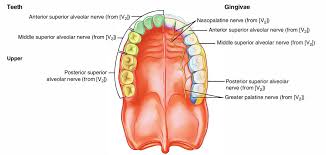 Image result for Gingiva