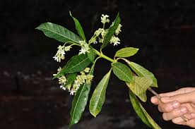 Image result for Alstonia