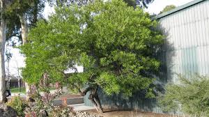 Image result for Acacia longifolia
