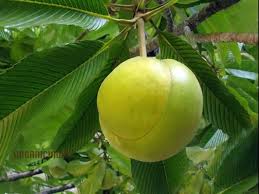 Image result for Dillenia indica