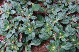 Image result for Guilleminea densa