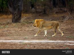 In this part of africa, lion populations are regionally extinct in lesotho, djibouti and eritrea, and threatened by loss of habitat and prey base, killing by local people in retaliation for loss of livestock, and in several countries also by trophy hunting. Southern Lion Image Photo Free Trial Bigstock