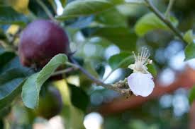 Most apples aren't keen on incest, requiring trees of a different apple variety for pollination (even with the exceptions, pollination is superior when it comes. Twice Blooming Fruit Trees Sustainable Scientist
