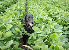 Petarmor hydrocortisone spray for dogs and cats is specially formulated with hydrocortisone which is known to reduce itching. Insecticide Poisoning In Dogs Petmd