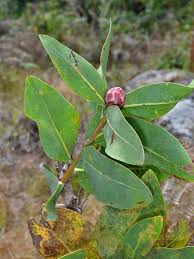 Image result for Protea madiensis