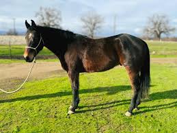 Profile for B Squared Performance Horses