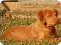 Top of page add new shelter or rescue group. Williston Vt Golden Retriever Meet Aiden A Pet For Adoption