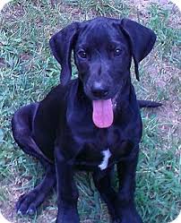 Labrador retriever mix ( 3. Manchester Ct Great Dane Meet Dane Lab Puppies A Pet For Adoption