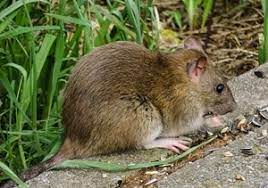 38 genial erdkabel garten reizend from was tun gegen ratten im garten. Ratten Am Helllichten Tag Im Garten Was Tun Anleitung Outdoorando
