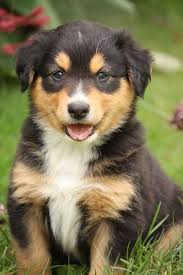 English shepherd pup works on flanking commands at home. 38 English Shepherd Border Collie Ideas English Shepherd Collie Border Collie