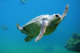 Scuba Diving In Key Largo Florida Keys Scuba Diving Website For Women