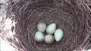 A new nest for magpie minis. Magpie Bird Eggs In Nest Skjaere Fugl Egg I Reir Part 3 Youtube