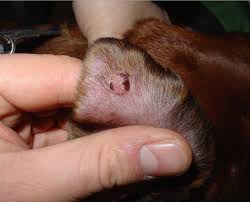 Diagnosing fatty tumors in dogs My Dog Has A Lump What Is It Pethelpful