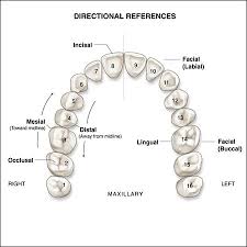 Download it once and read it on your kindle device, pc, phones or tablets. Surfaces Of The Teeth An Overview Of Dental Anatomy Continuing Education Course Dentalcare Com