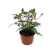 Image result for Tinnea galpinii