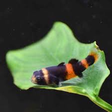 Fcf confirmed as successful bidder for bumble bee by neil ramsden jan. Bumblebee Goby Brachygobius Xanthozona 5 00