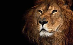 Lion 2k Wallpaper Hdwallpaper Desktop Lion Wallpaper Lion Art Nature Animals