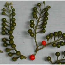 Image result for Solanum grossidentatum