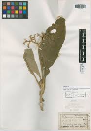 Image result for Lycium schizocalyx