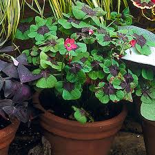 Image result for Oxalis tetraphylla