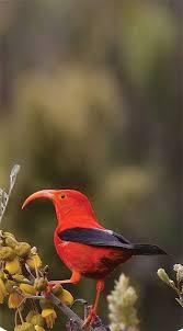 Pin On Bird Watching