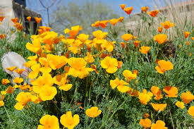Maybe you would like to learn more about one of these? Chihuahuan Desert Gardens