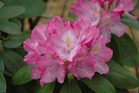English Roseum Rhododendron Rhododendron Catawbiense English Roseum At Oakland Nurseries Inc Plants Rhododendron Flowering Shrubs