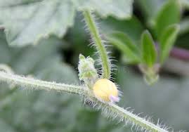 Image result for Cucumis maderaspatanus