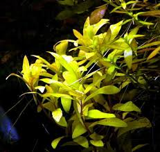 Image result for Nesaea